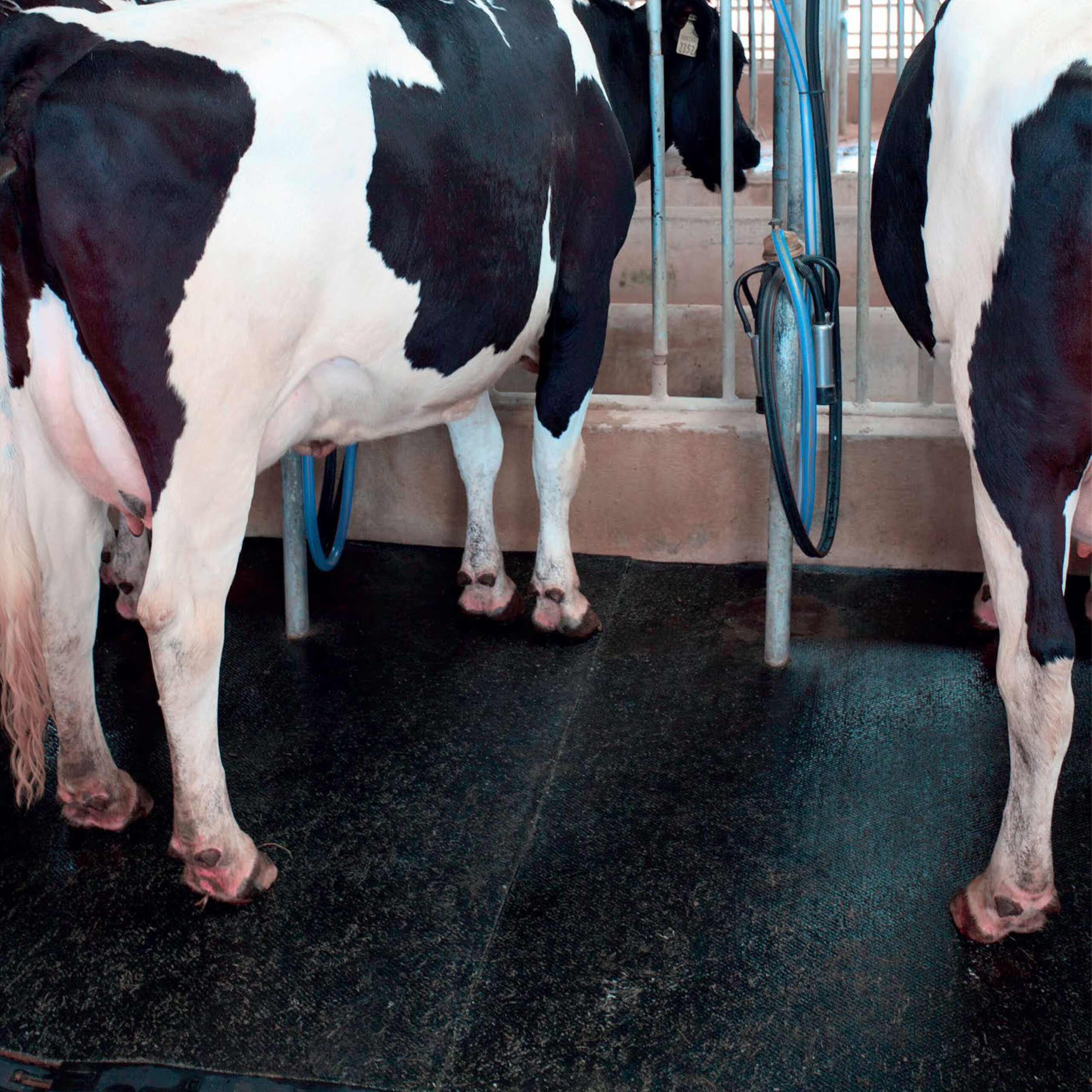 Arpi stable floor-01-min